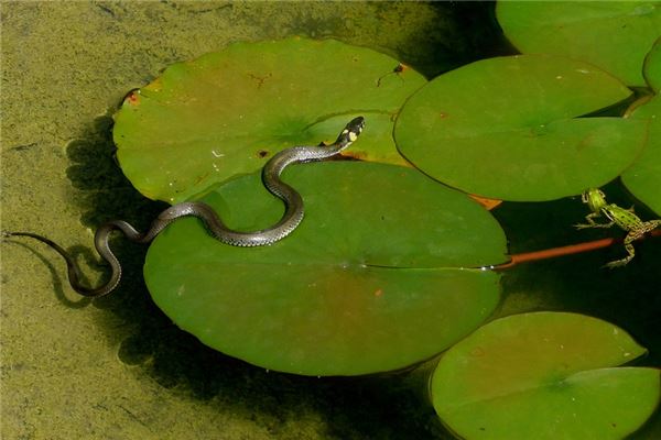 对于出生在1977年的生肖蛇来说,他们的五行是属水的,因为他们的最佳